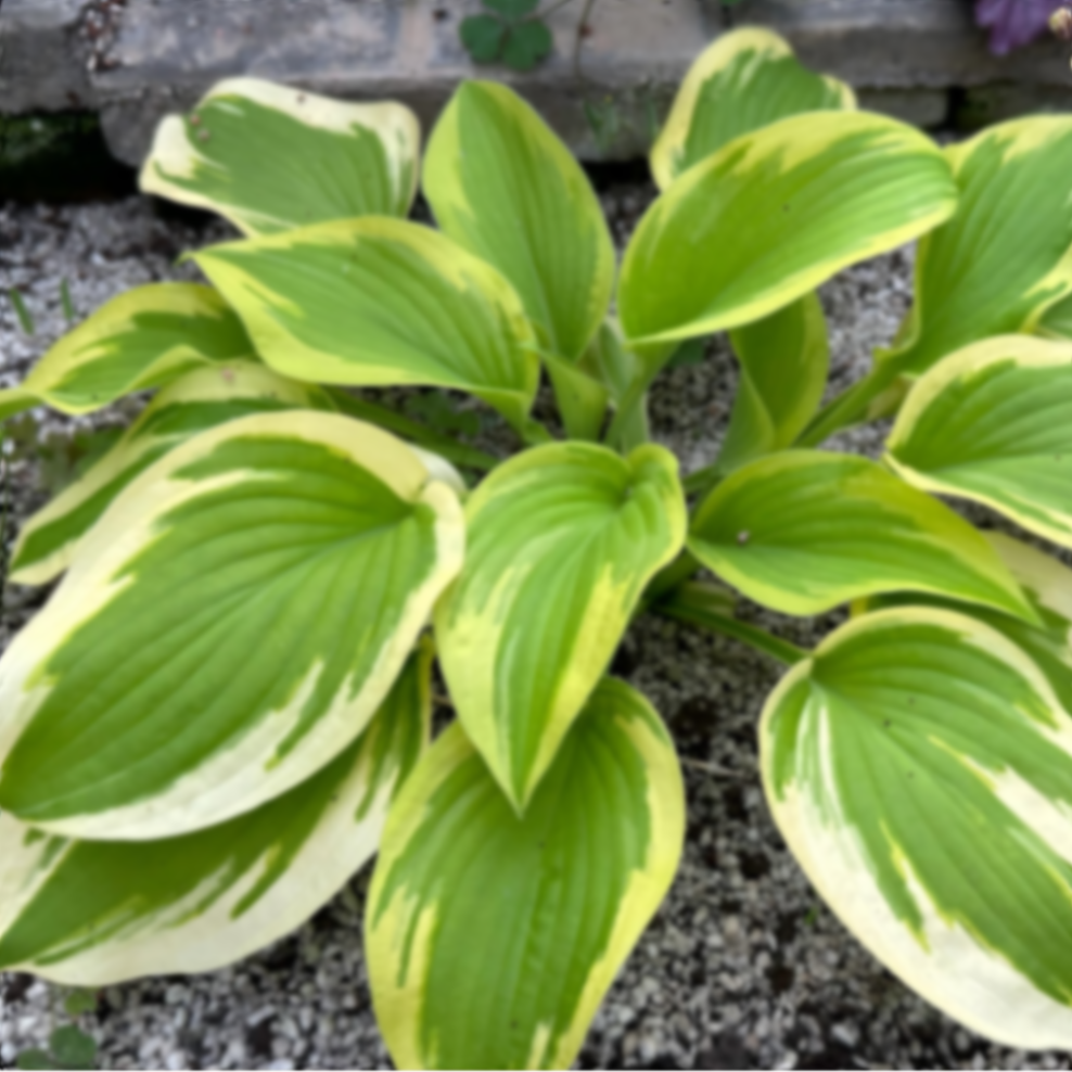 Хоста Милда